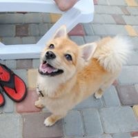 Дмитрий Полегаев