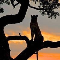 TopCream Tours Safaris