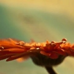 Алина Станина