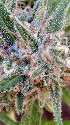 Allaboutcannabiscrew