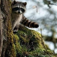 Егор Павловский