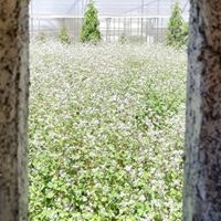 Thanh Thanh Nguyễn