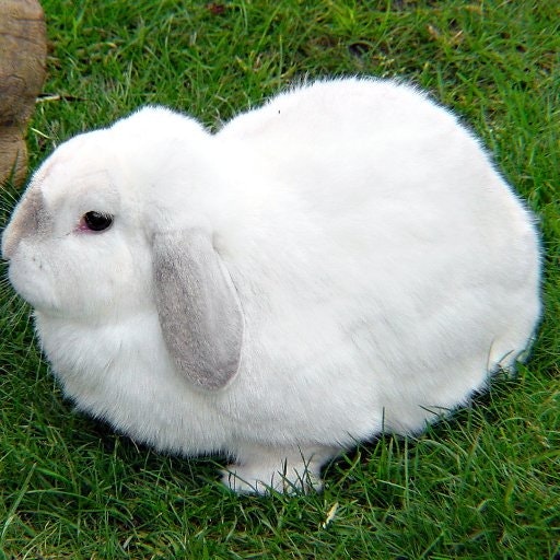 Марта Хомова