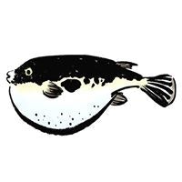 fugu