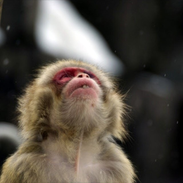 デストロイきくち