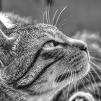 Dražen Blaž Domijan