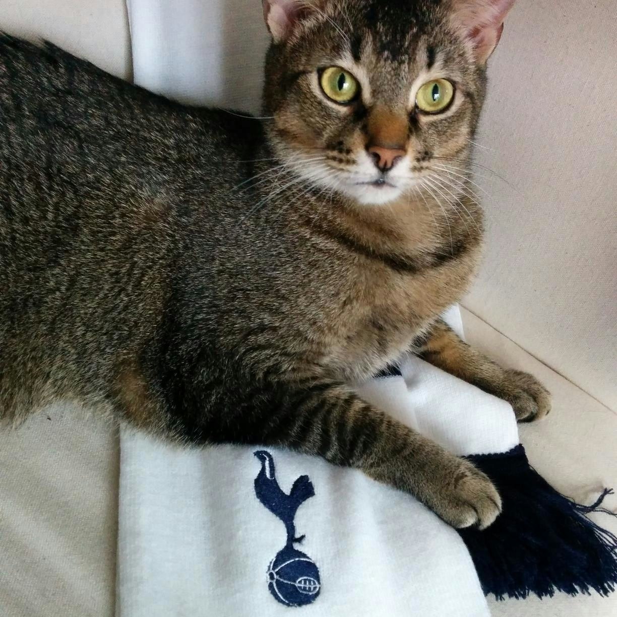 Spurs Cat