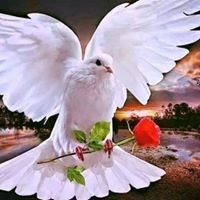 ভোরের পাখি