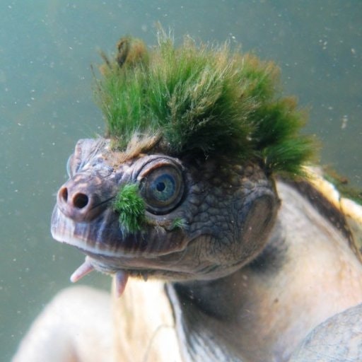 CryptoChet76 founder of $hit coins anony