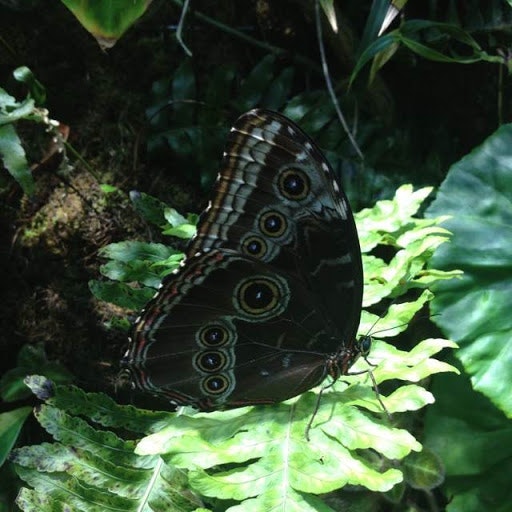 Tiffanie De Gregorio