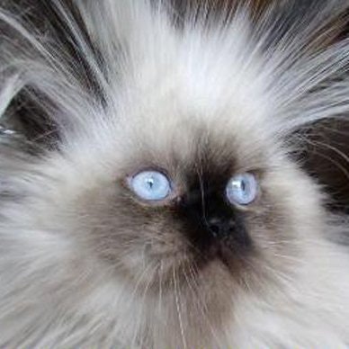 Юмор не для всех