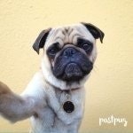 Pugsly