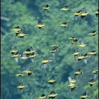 অসমাপ্ত জীবন