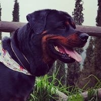 Babis Karapanagiotis