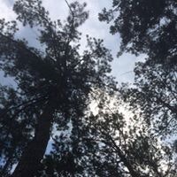 Rachel Tomlinson Guy