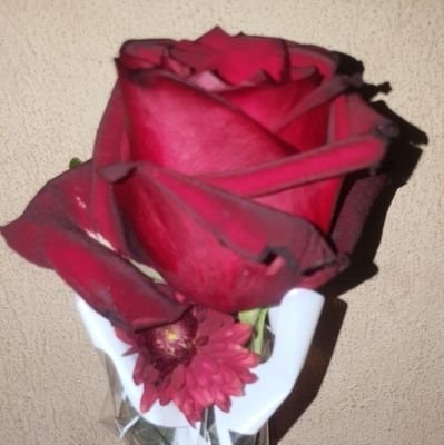 محمود حسن منهاج