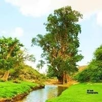 Cabdimajiid Cabdiqani Oday