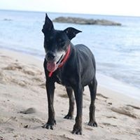 Carol Anne Twigg-Jones