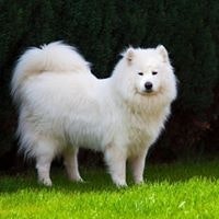 Саша Костюк