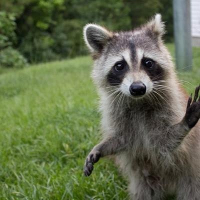 Крошка Енот