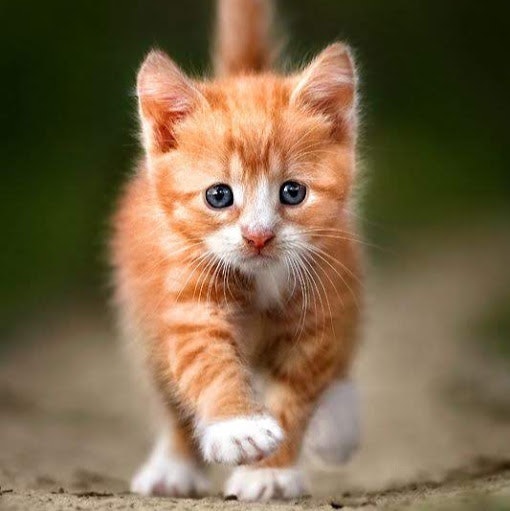 Catscute