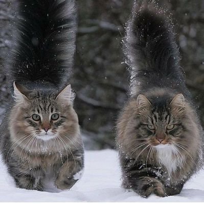 smart ass and stable genius