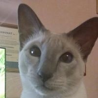 Джамбо Валерьянович