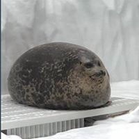 Raquel Sillero Corretgé