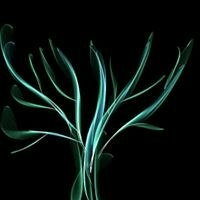 Vladimir Danilevskiy