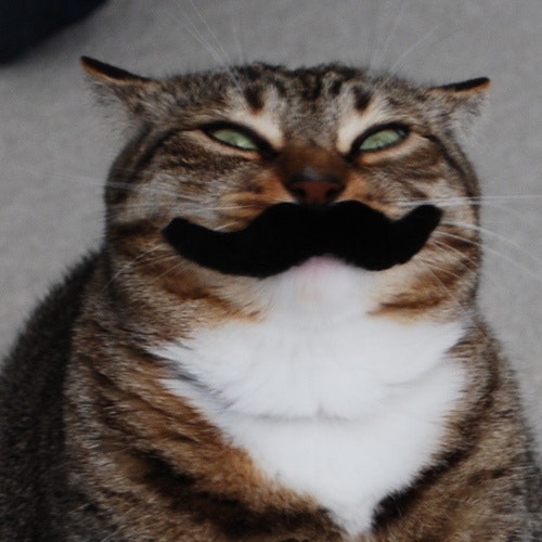 Mustache Cat