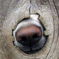 العبد المذنب