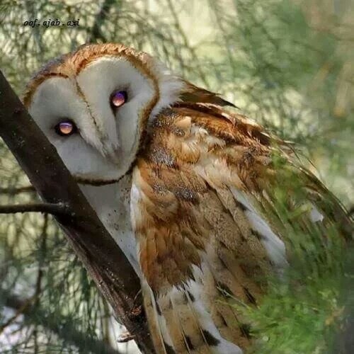 VICTOR DUODU AMPONSAH