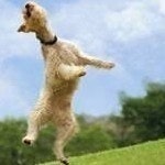 Daesung Kim (김대성)