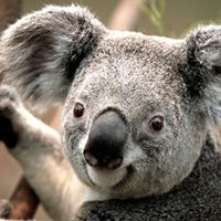 Александр Колесниченко