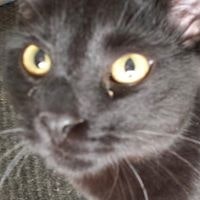 Julie Gonzales Fleiser