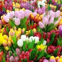 Гоарик Мартиросян