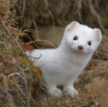 Ирина Юрчук