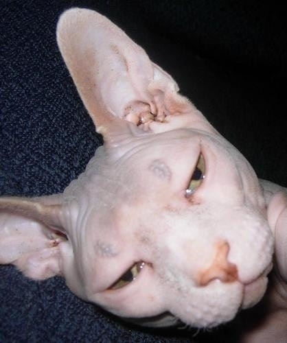 Sphynx Cat Boo