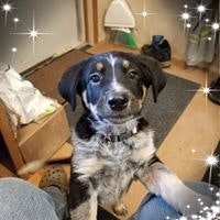 Francine Ward Weliever