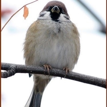 Даниил Ларионов