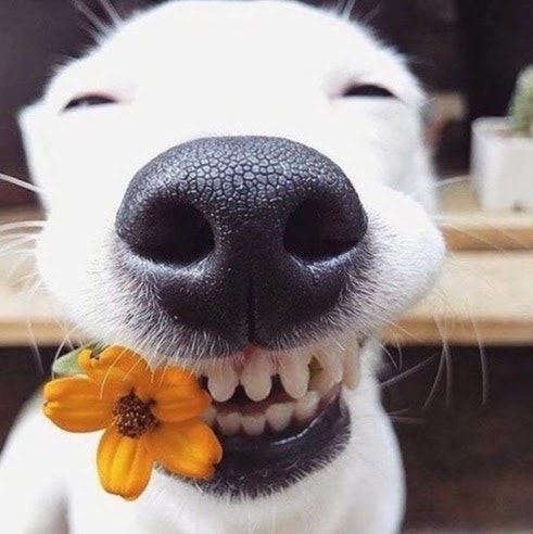 Evelio Clavel Rosales