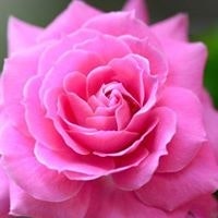 Анита Смирнова