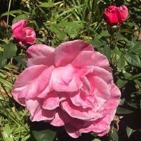 Heather Hershman Wasserman