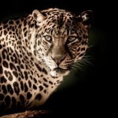 Bàbà Fálòòníkán