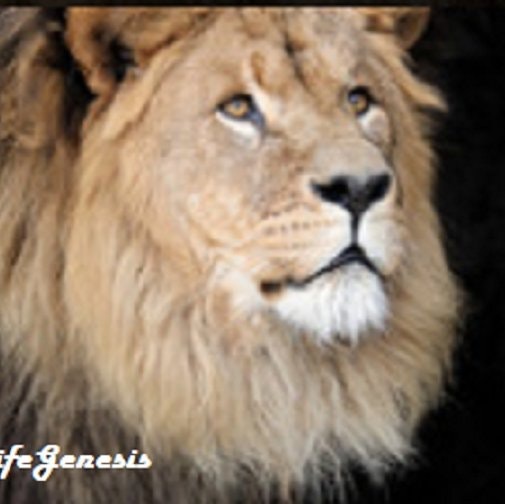 WildLifeGenesis