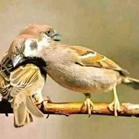 هبه ابو الخير