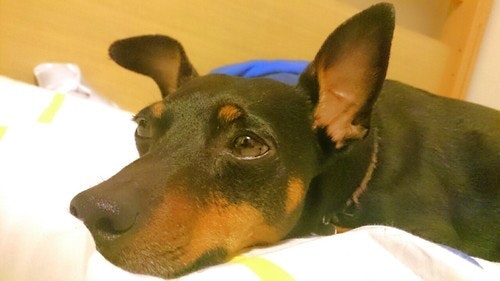 ひらしゅん 🥗 食べチョク