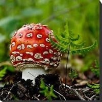 Александр Сергеев