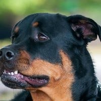 Francisco J Valentin