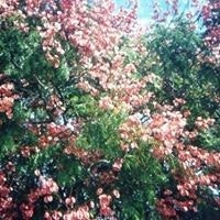 JoAnn Griffin Schlicker